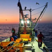 Kesennuma thu hút giới trẻ đến với nghề đánh cá biển sâu